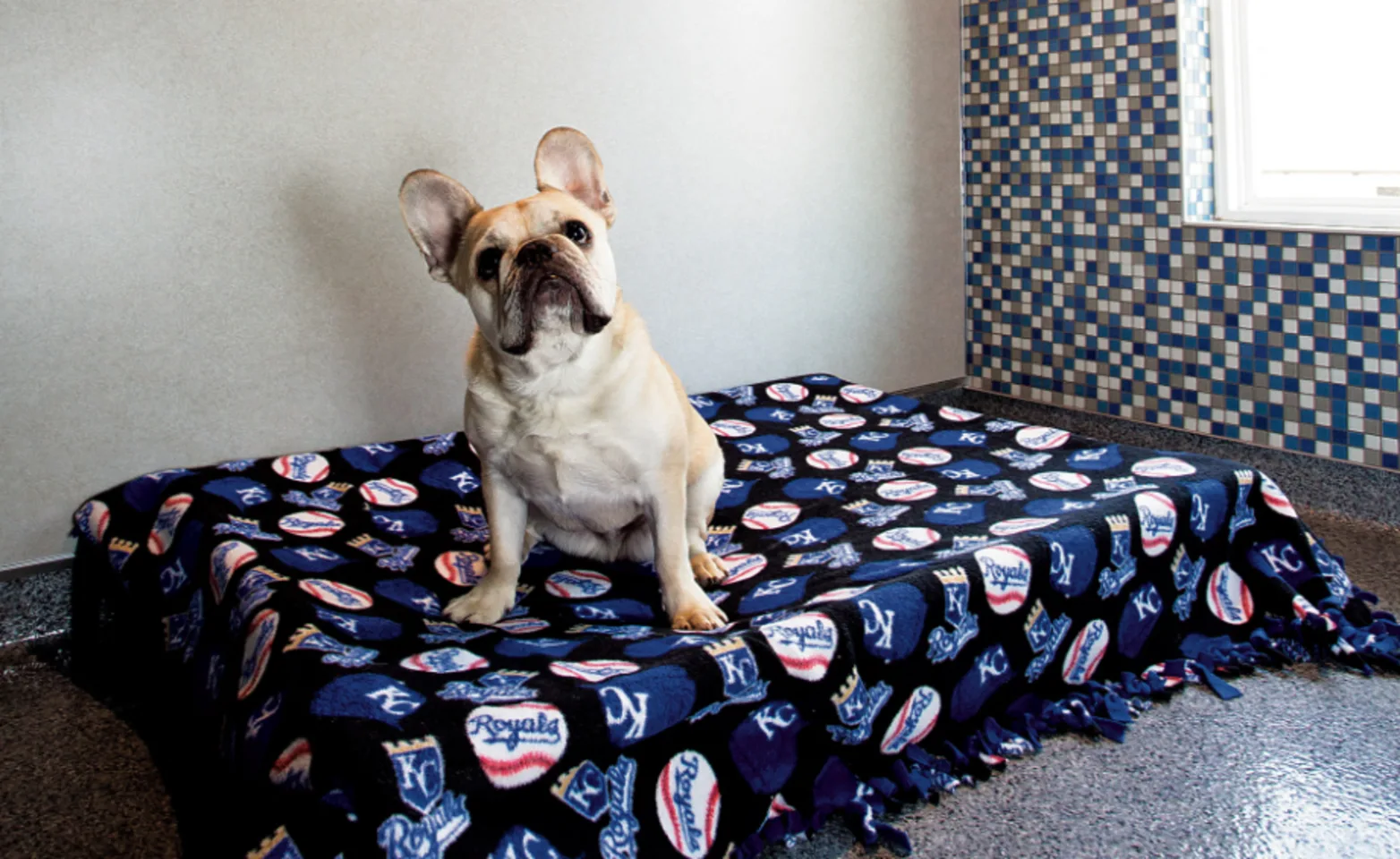 Dog on the bed in the royal suite Dog on the bed in the royal suite