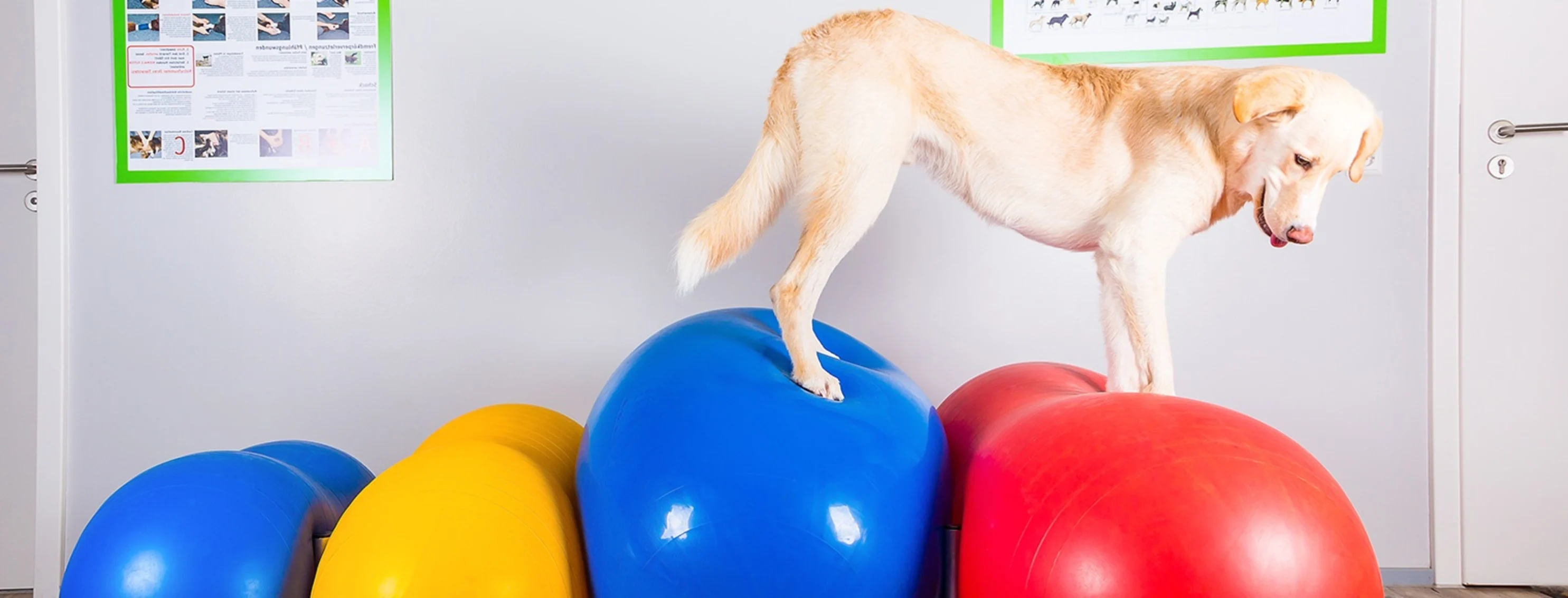 Dog Rehabilitation Exercise Dog Rehabilitation Exercise