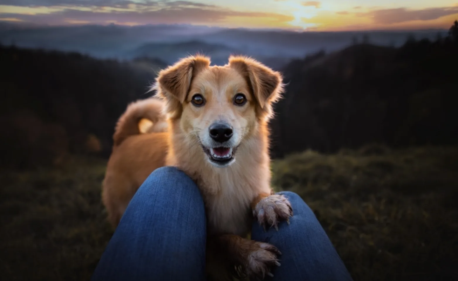 Dog sitting on person's lap Dog sitting on person's lap