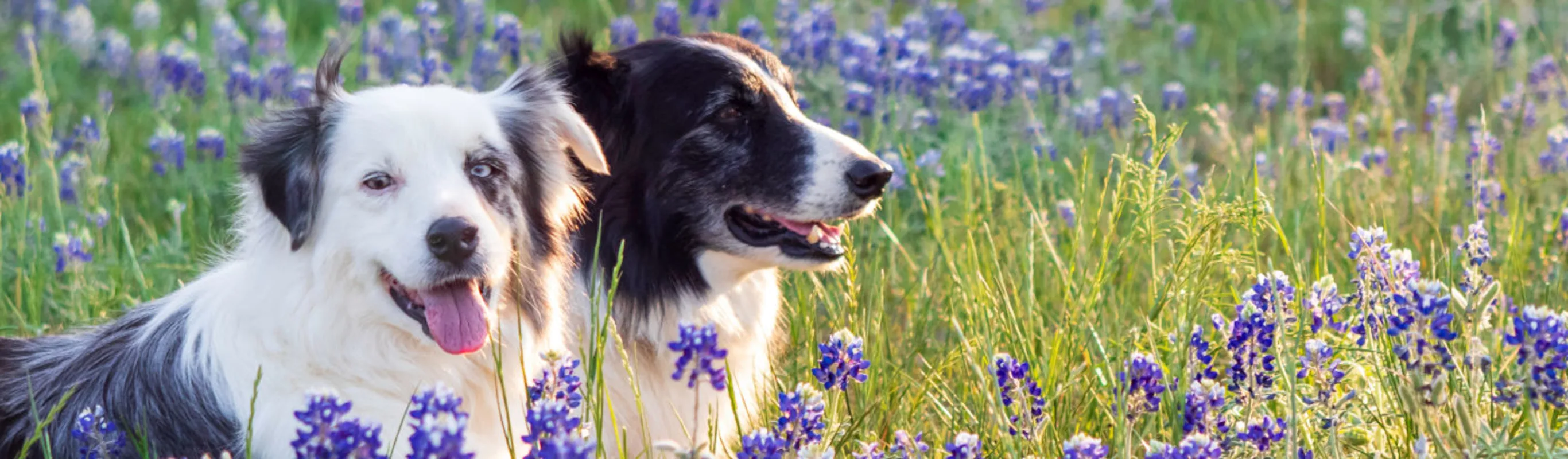 Two dogs in a lavender meadow Two dogs in a lavender meadow