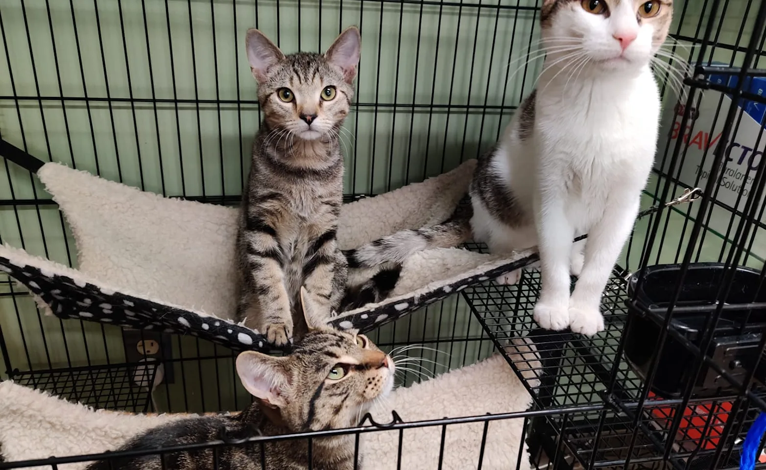 cats happily sitting in an open cage cats happily sitting in an open cage
