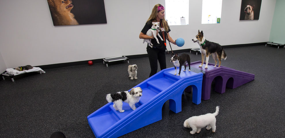 Dog Daycare Center in West Palm Beach FL Posh Pet Hotel