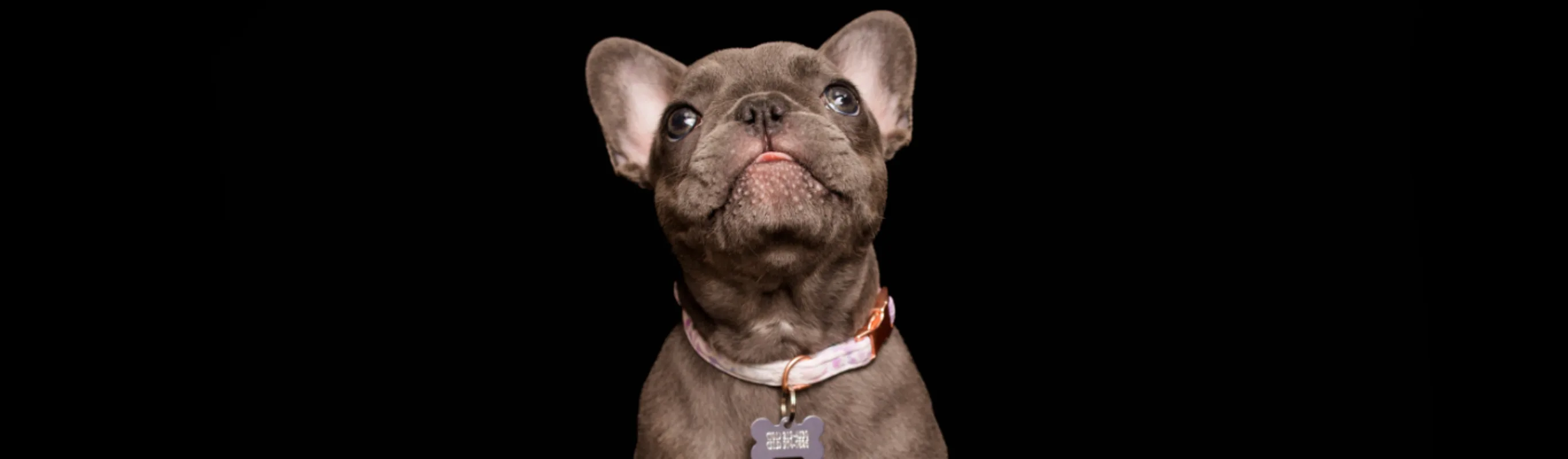 A photo of a French Bulldog puppy A photo of a French Bulldog puppy