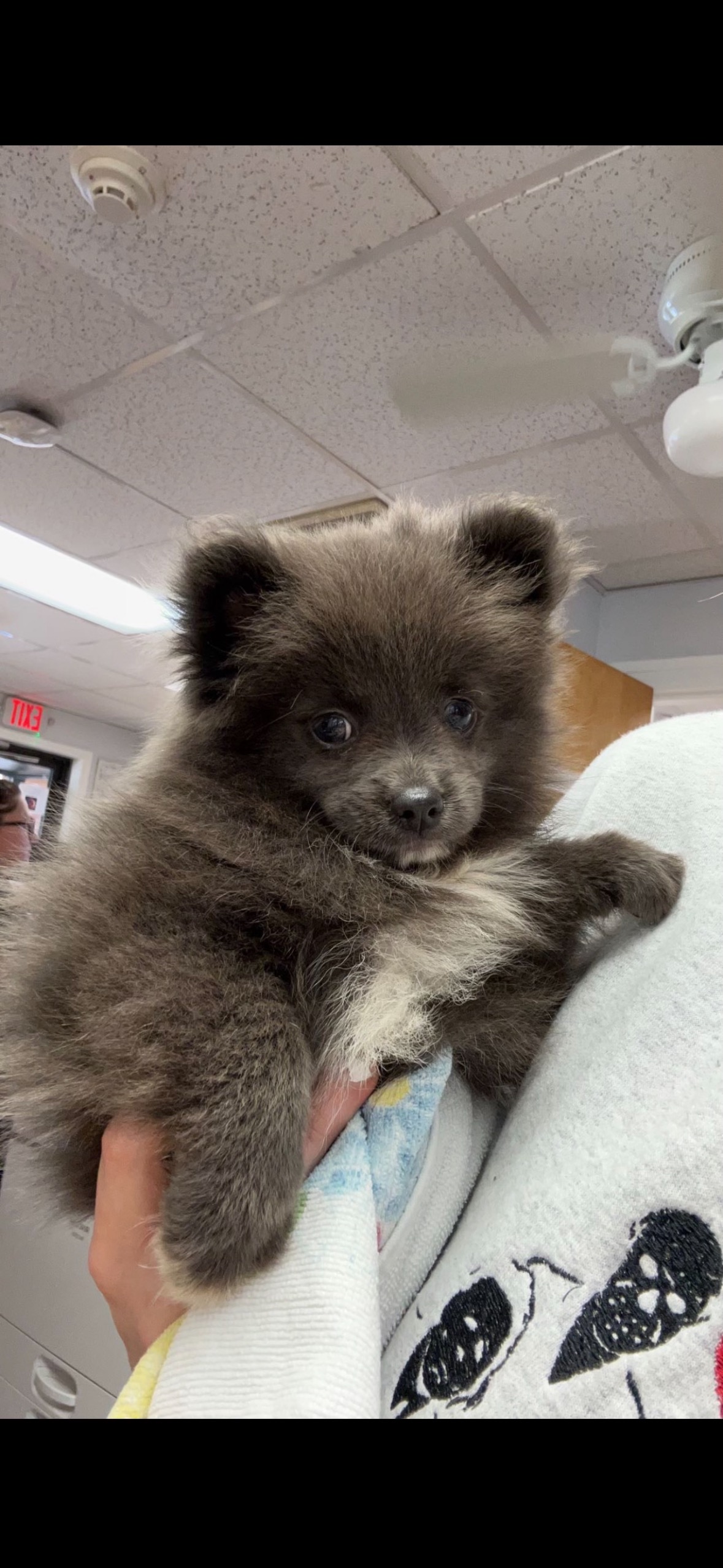 Brown and White Dog Being Held at Ferry Farm Animal Clinic