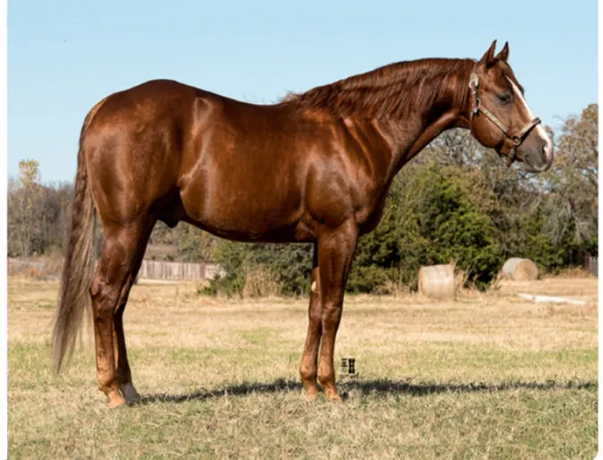 CD Dyna Dee, a brown horse