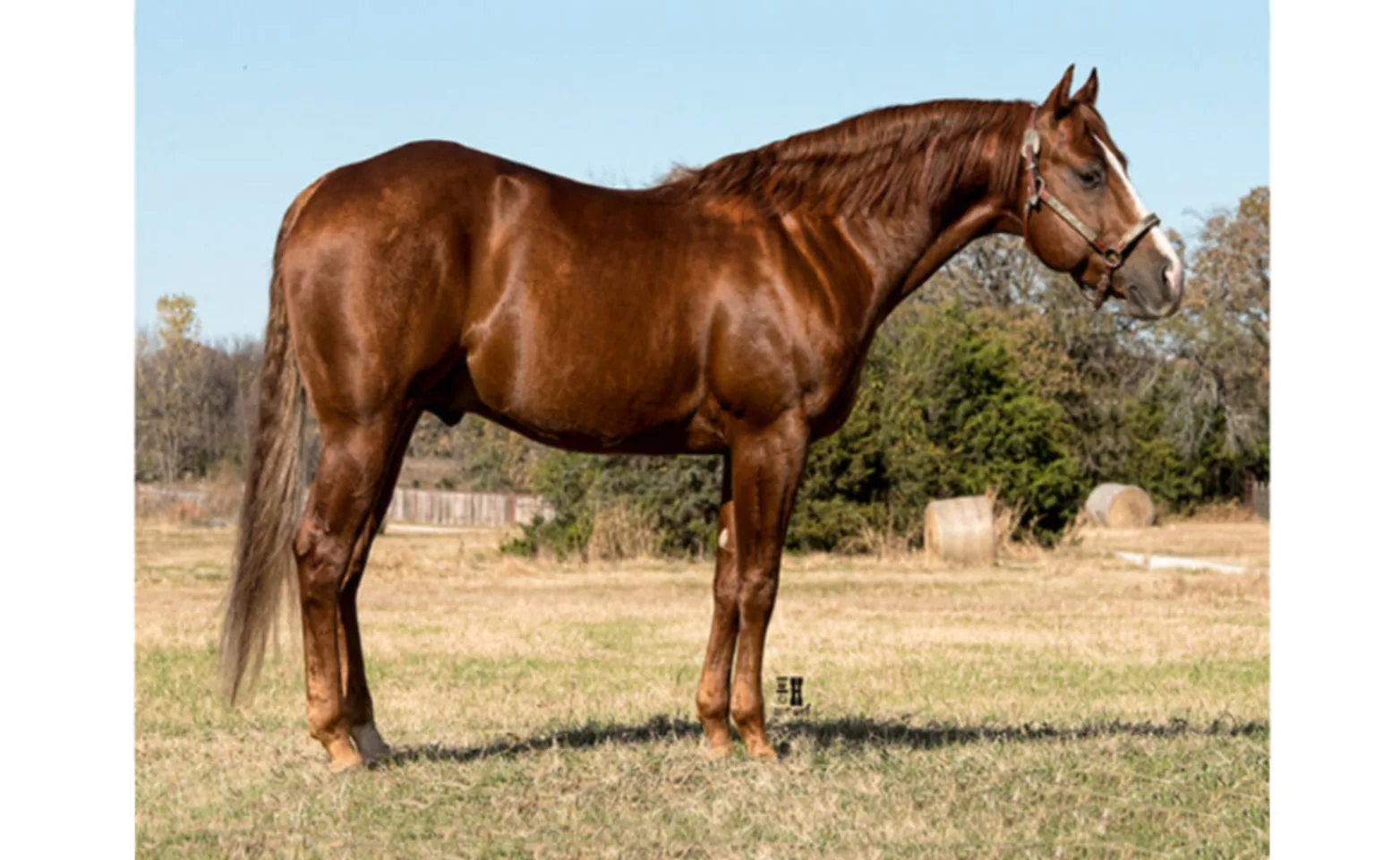 CD Dyna Dee, a brown horse