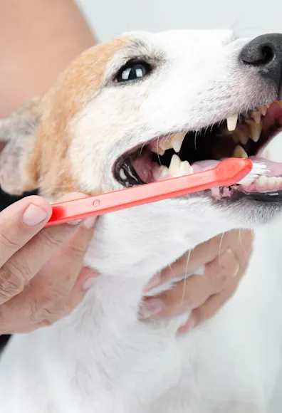 Dog having its teeth brushed Dog having its teeth brushed