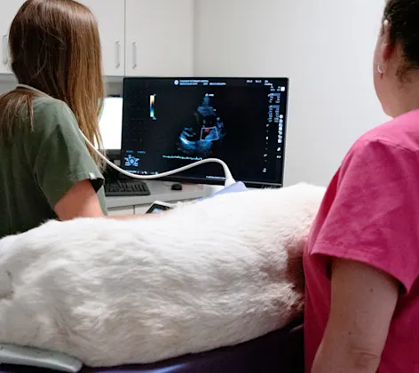 Dog receiving an ultrasound Dog receiving an ultrasound