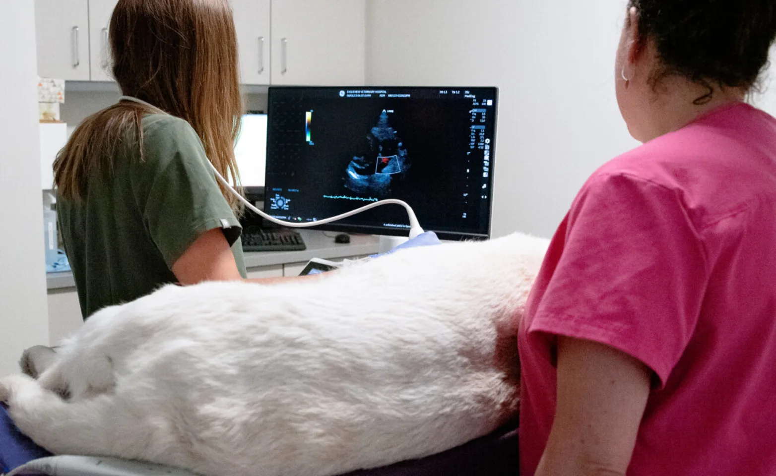Dog receiving an ultrasound Dog receiving an ultrasound