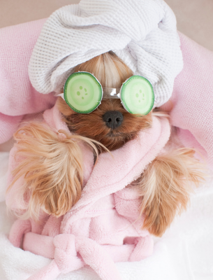 Small Brown Dog Wrapped in Towels with Fake Cucumbers