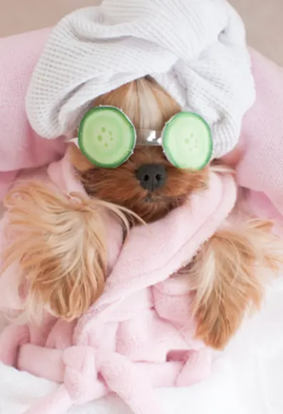 Small Brown Dog Wrapped in Towels with Fake Cucumbers Small Brown Dog Wrapped in Towels with Fake Cucumbers