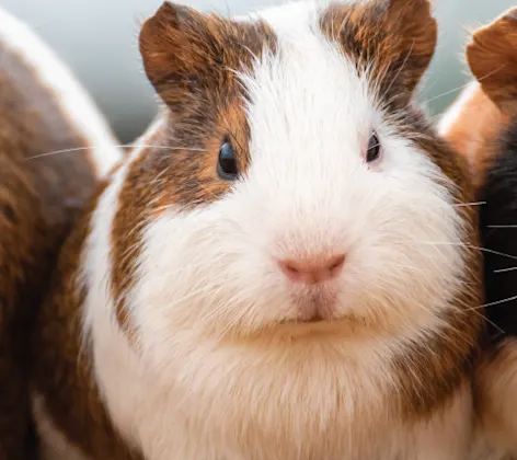 GUINEA PIGS SITTING IN DIRT GUINEA PIGS SITTING IN DIRT