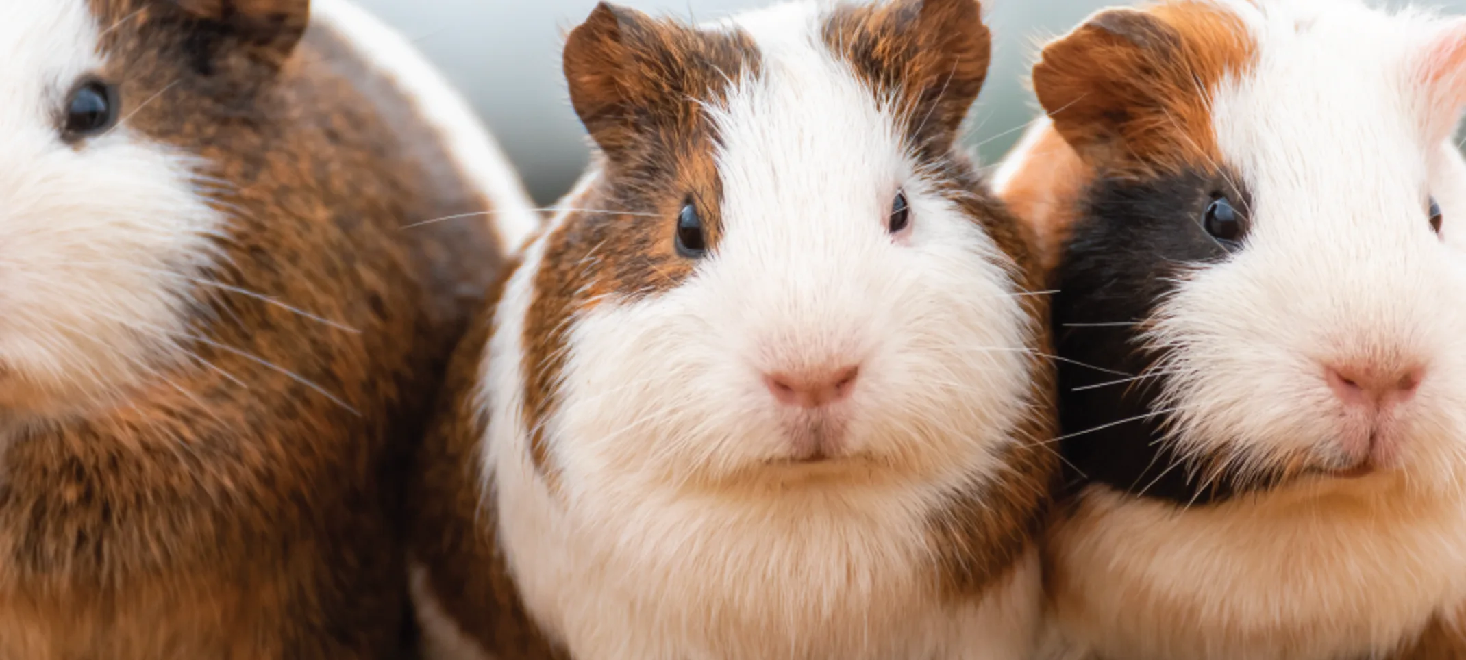 GUINEA PIGS SITTING IN DIRT GUINEA PIGS SITTING IN DIRT