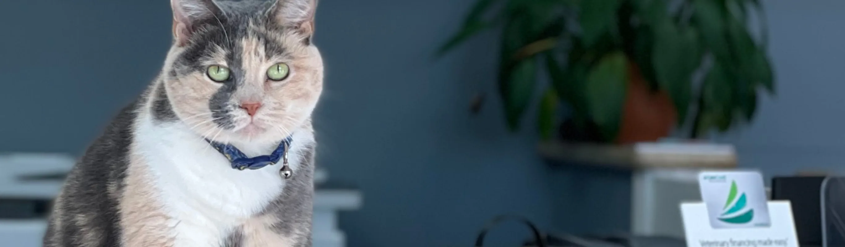 Calico cat sitting on the front desk counter with a South Belt Animal Hospital sign in the background