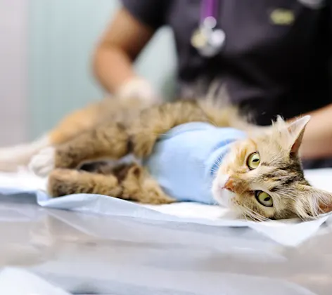 Cat on exam table