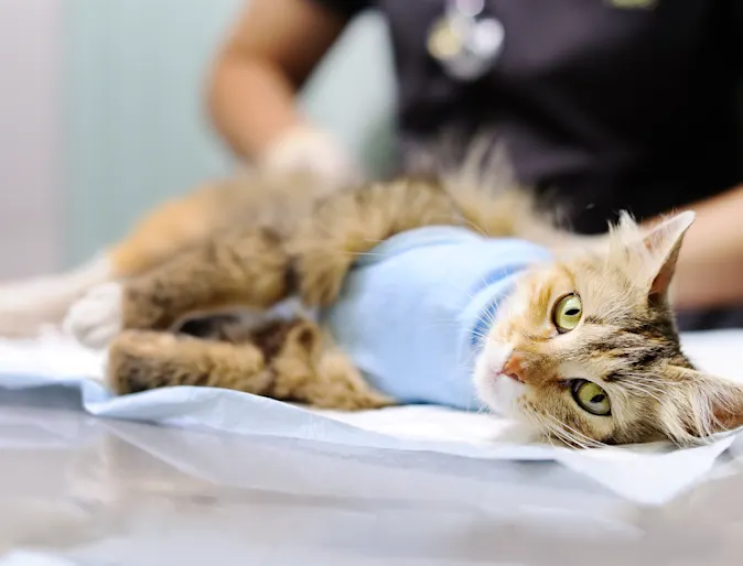 Cat on exam table Cat on exam table