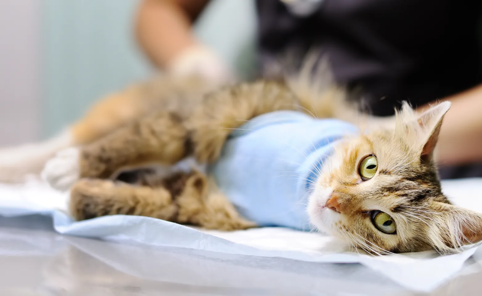 Cat on exam table