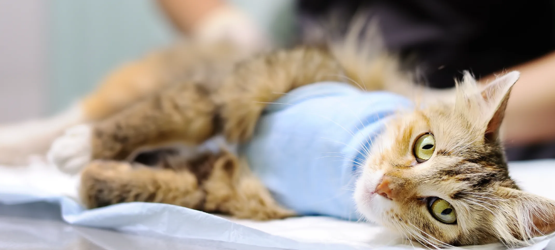 Cat on exam table