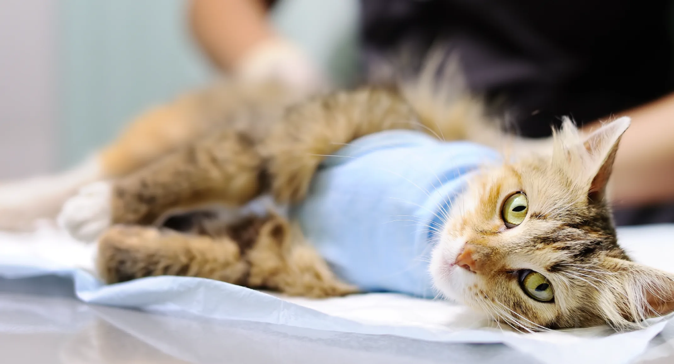 Cat on exam table Cat on exam table