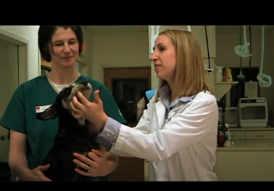 Doctor with dog and a veterinary assistant 