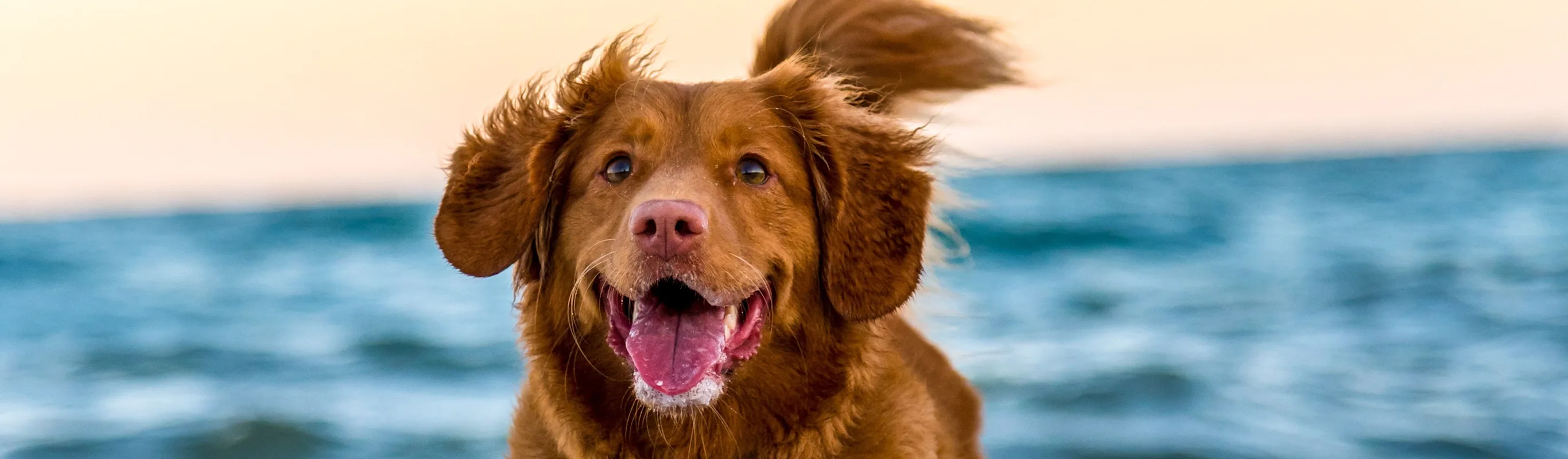Dog running in the water Dog running in the water
