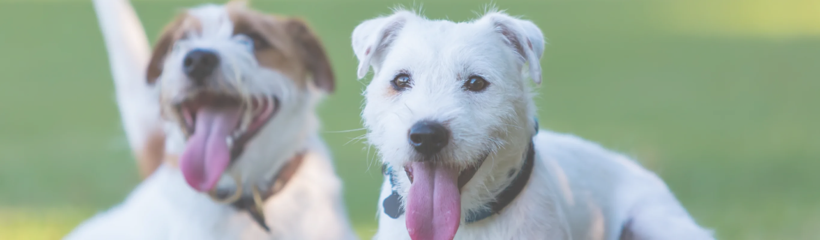 Dogs with tongues out playing Dogs with tongues out playing