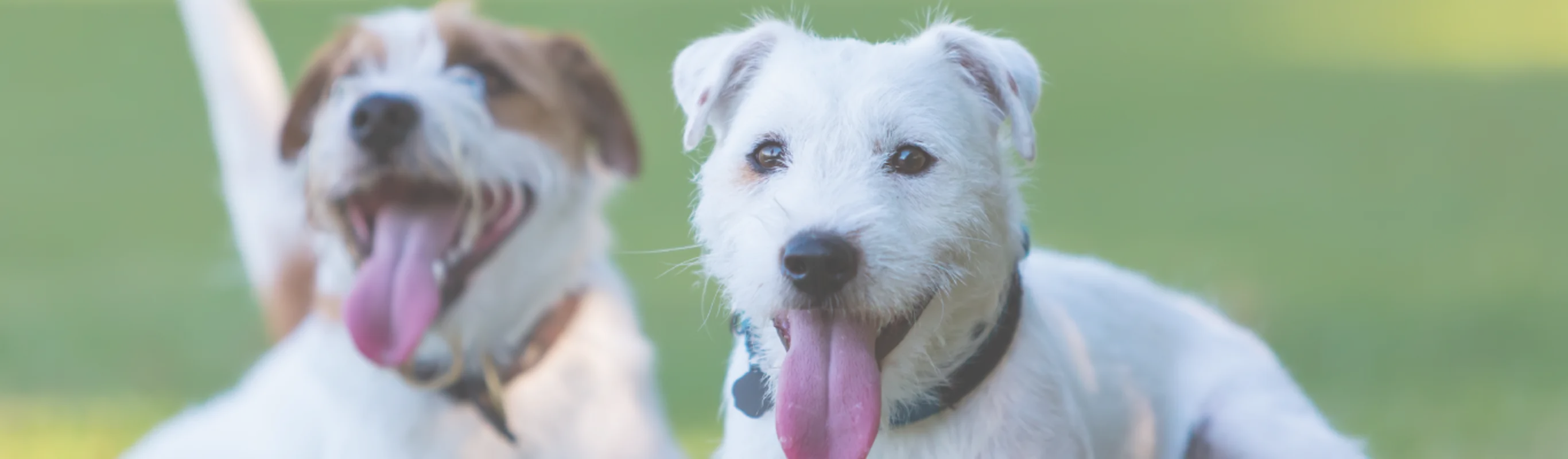 Dogs with tongues out playing 