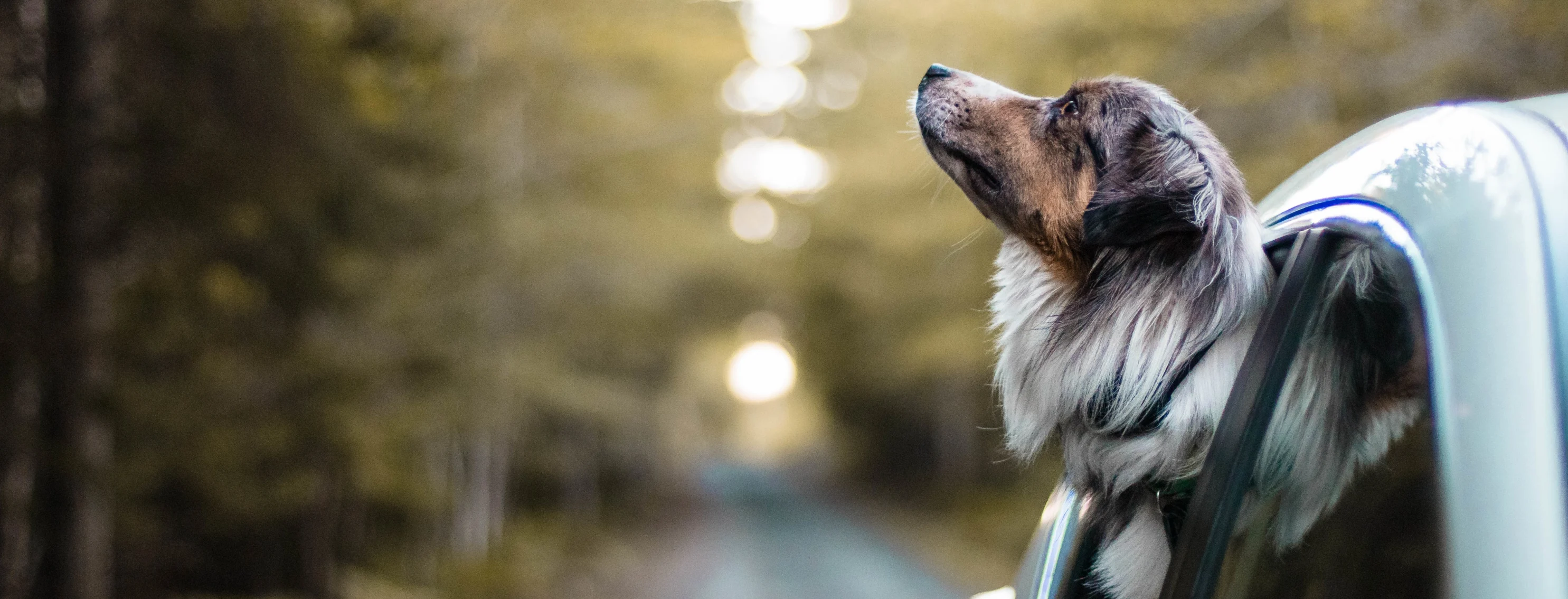 dog hanging out window driving through woods