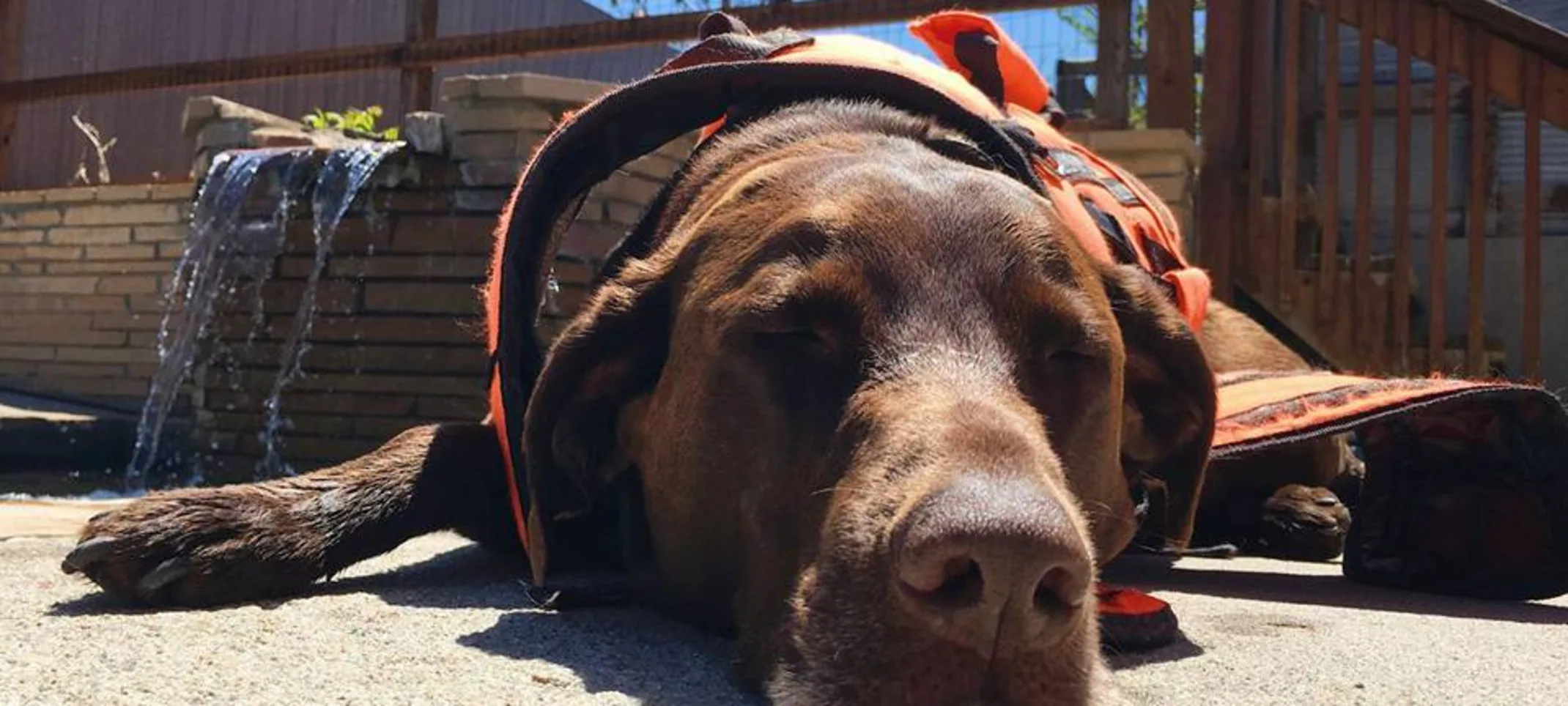 Dog sleeping on ground