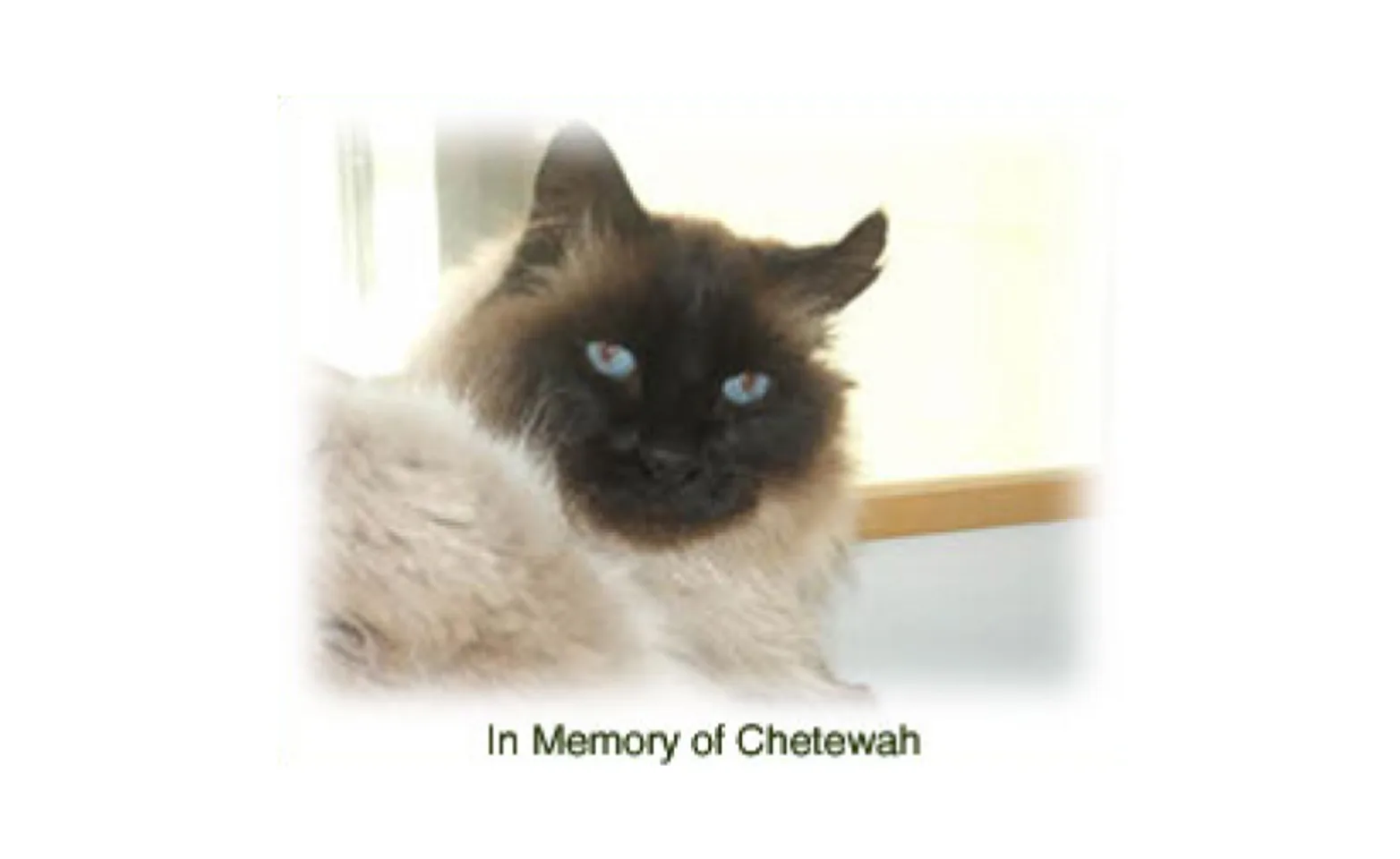 A cat named Chetewah