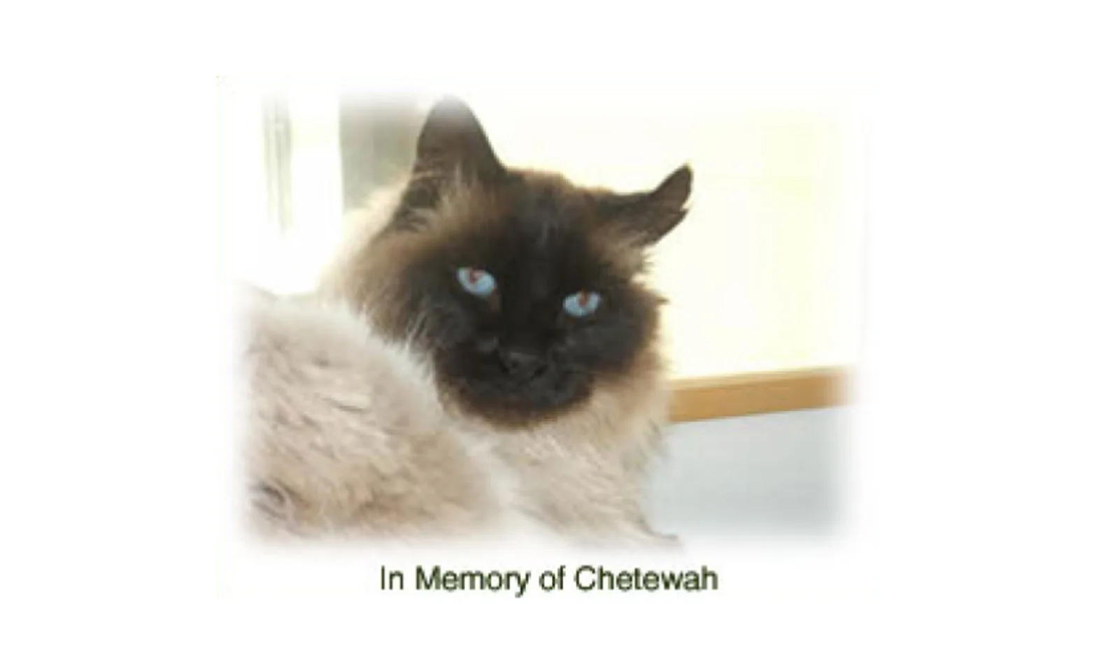 A cat named Chetewah A cat named Chetewah