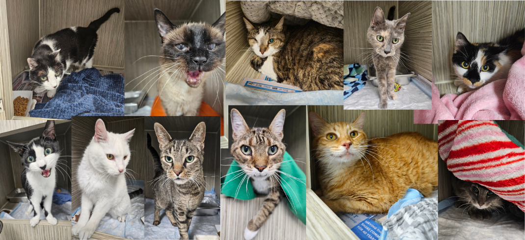 Cat Patients Collage