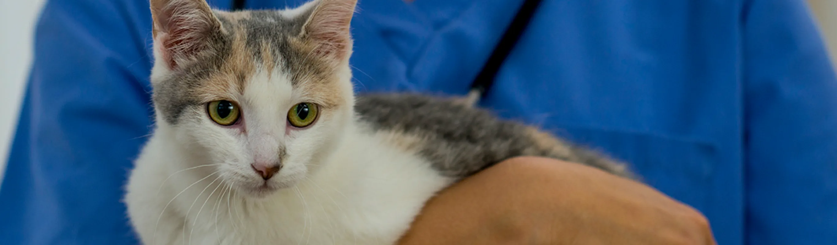 Veterinarian holding a brown and white back in his arms. Veterinarian holding a brown and white back in his arms.