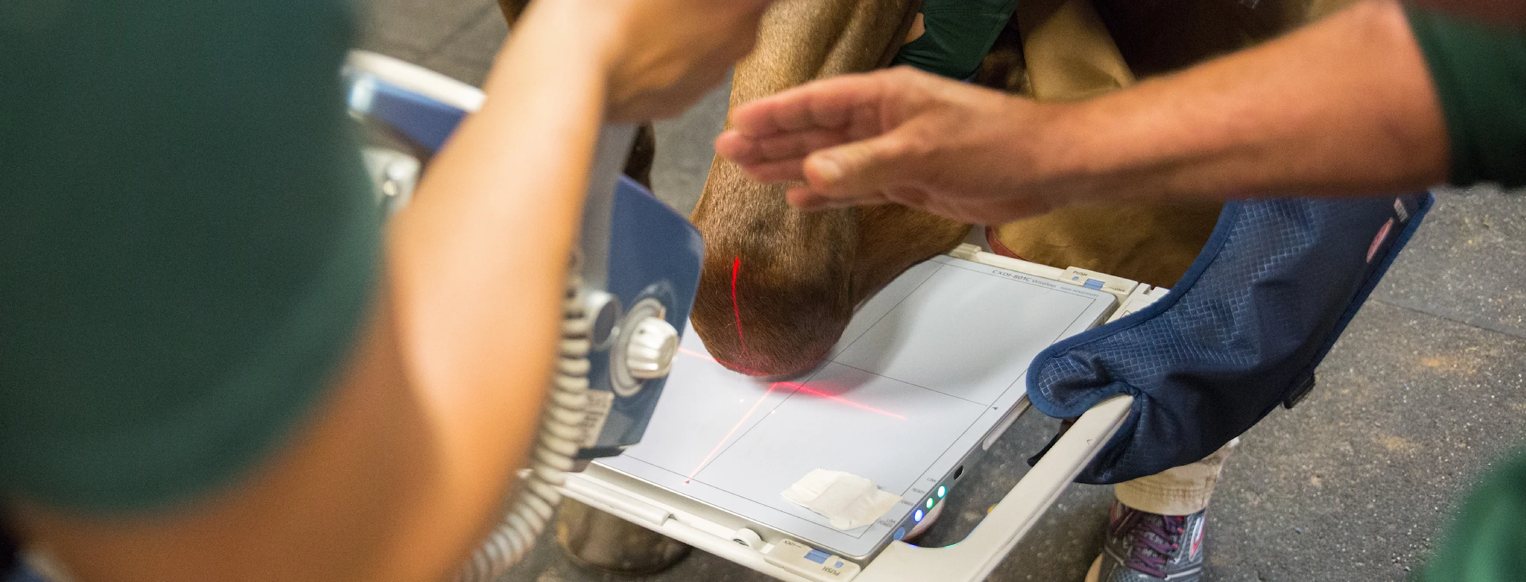 Horse having a diagnostic imaging procedure done Horse having a diagnostic imaging procedure done
