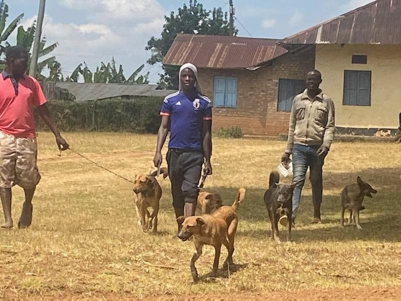 3 men walking with 5 dogs following them