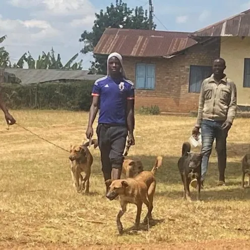 3 men walking with 5 dogs following them