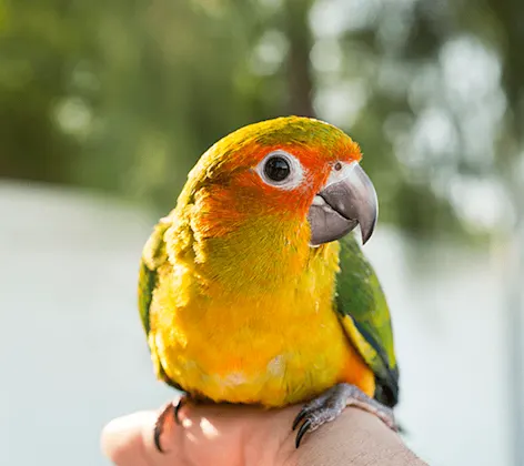 Colorful parrot Colorful parrot