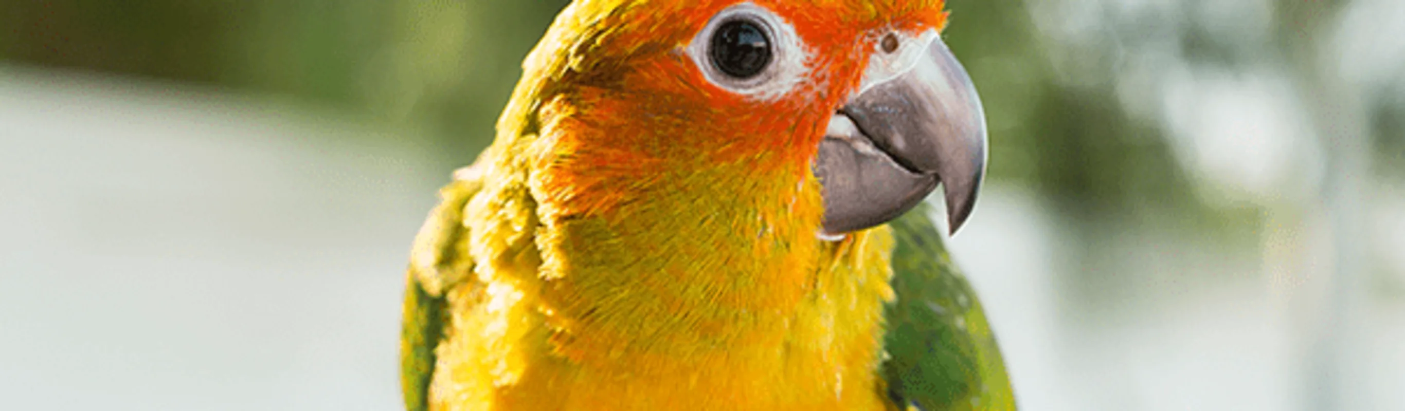 Colorful parrot Colorful parrot