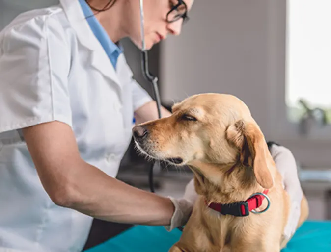 Dog being examined