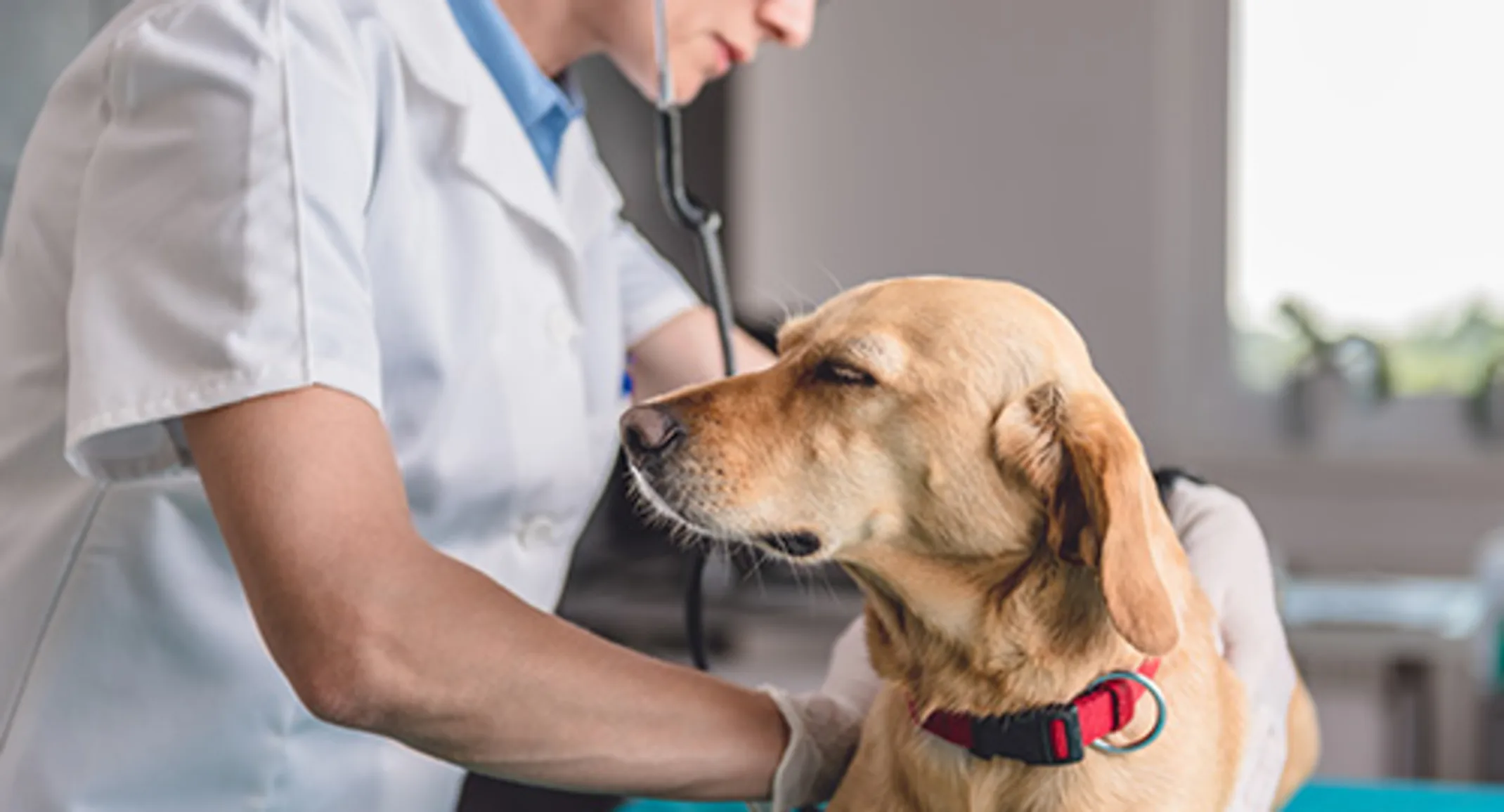 Dog being examined Dog being examined