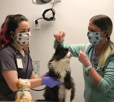 Staff with black and white cat Staff with black and white cat