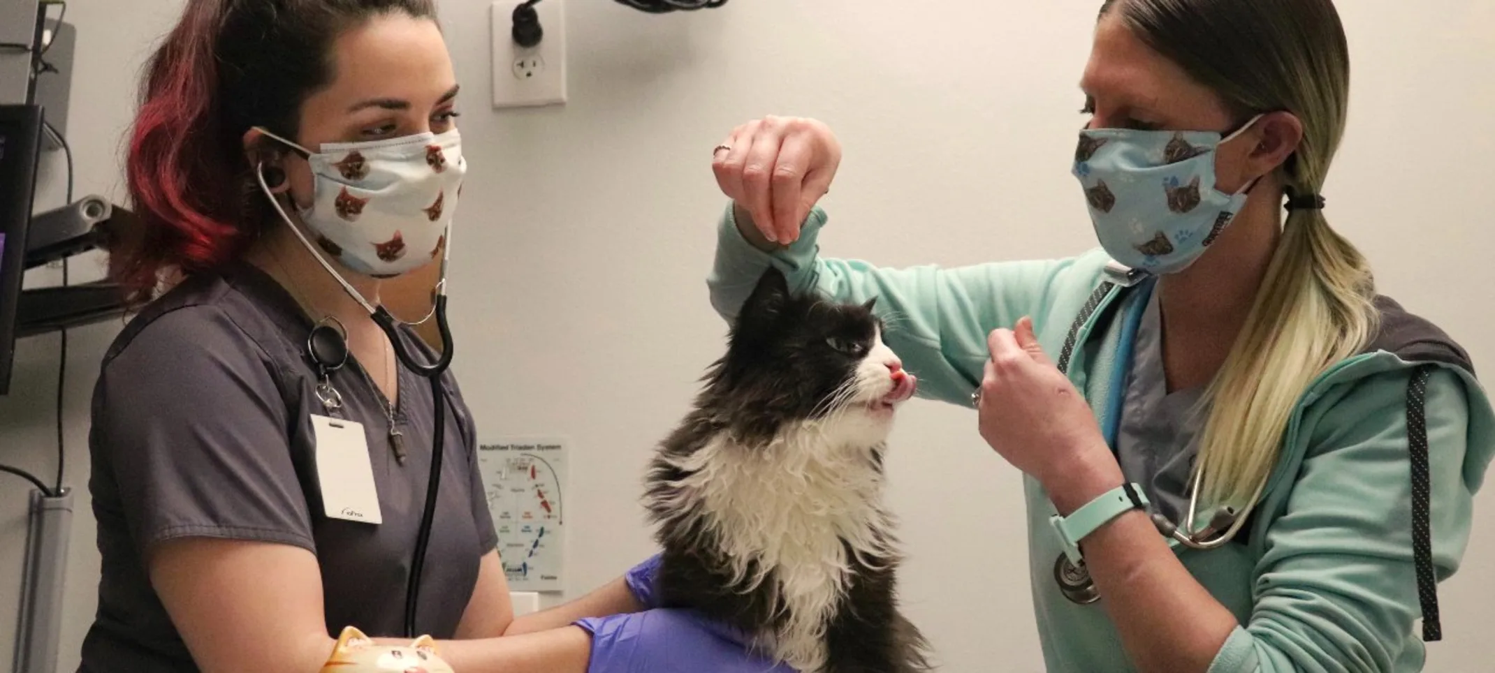 Staff with black and white cat