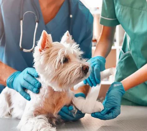 Dog getting paw wrapped by veterinary personnel 