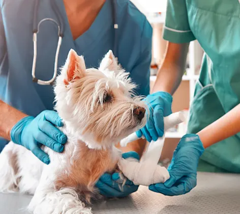 Dog getting paw wrapped by veterinary personnel Dog getting paw wrapped by veterinary personnel