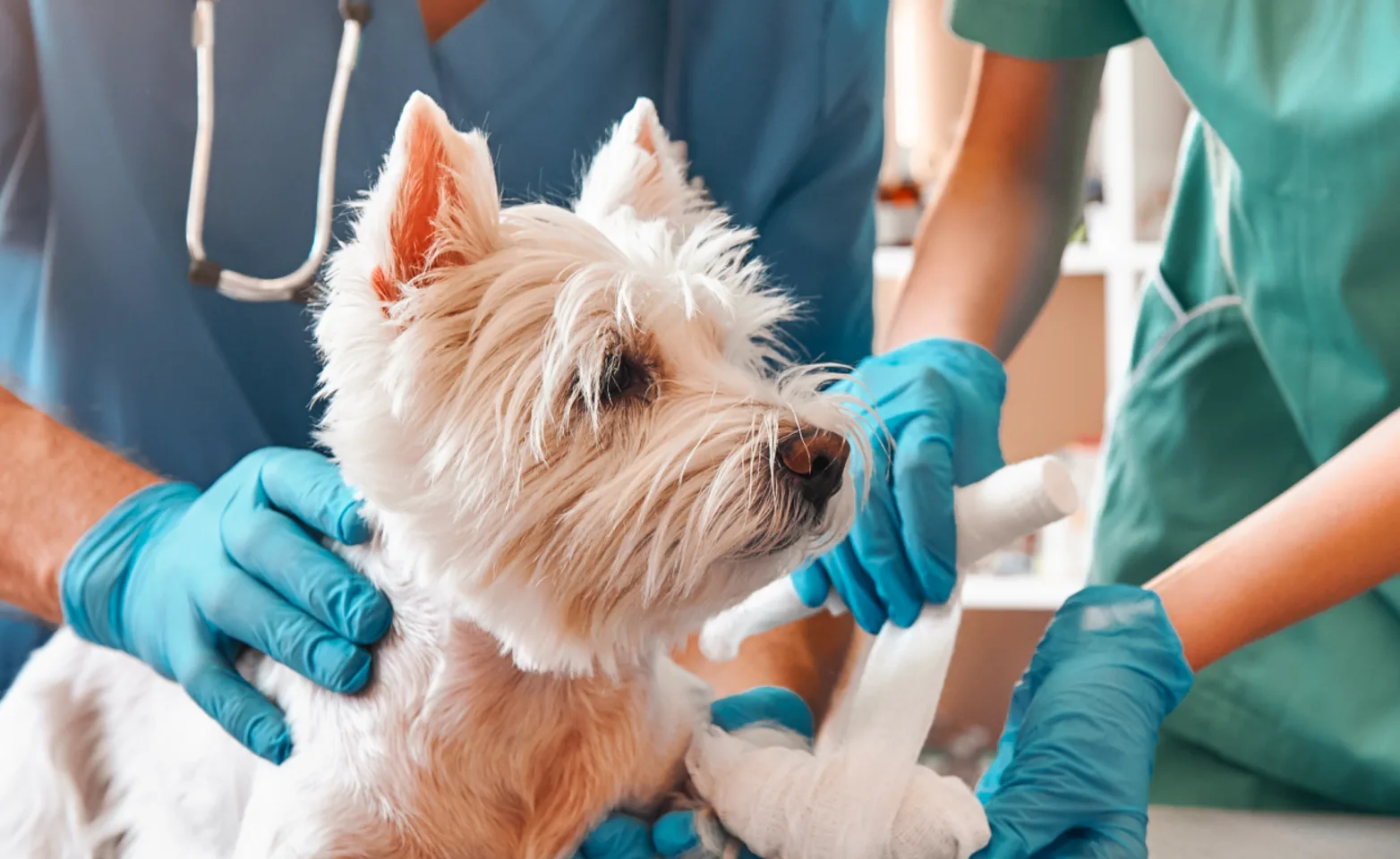 Dog getting paw wrapped by veterinary personnel Dog getting paw wrapped by veterinary personnel