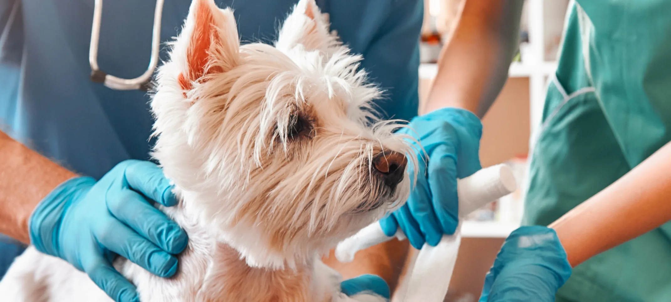 Dog getting paw wrapped by veterinary personnel 