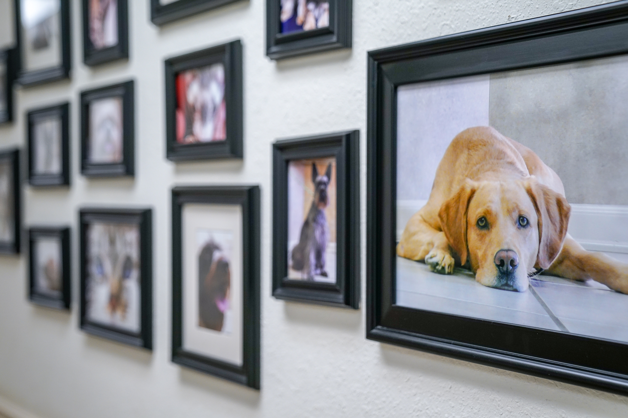 photo wall in hospital