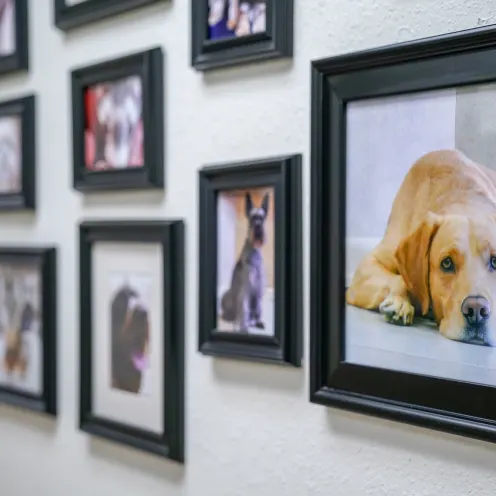 photo wall in hospital