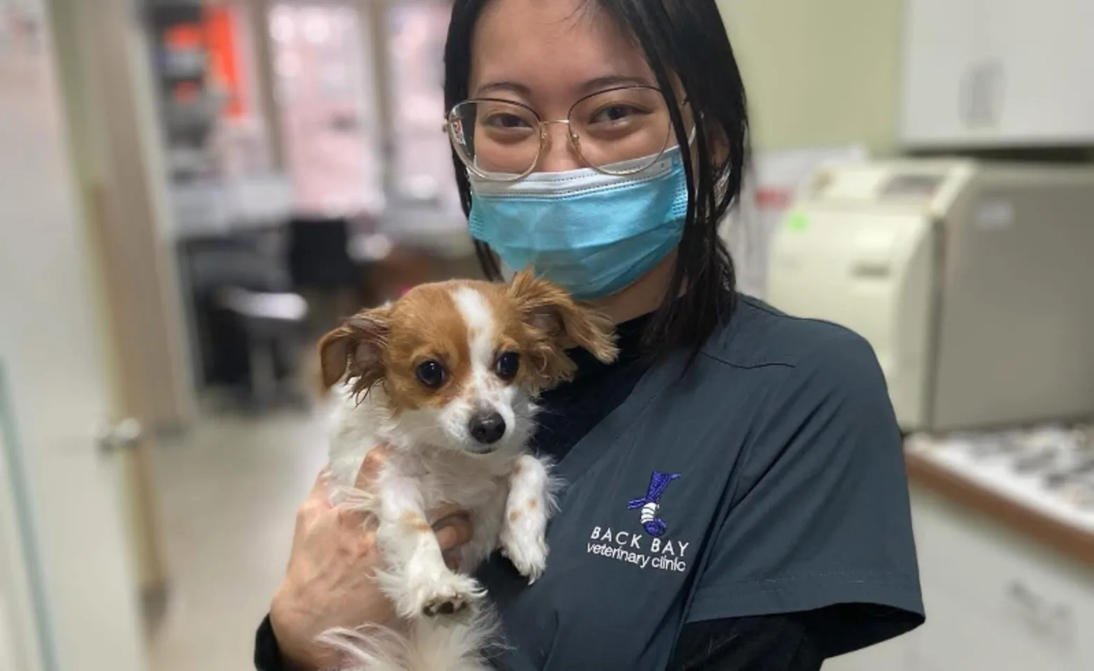 Staff member holding a small brown and white dog Staff member holding a small brown and white dog