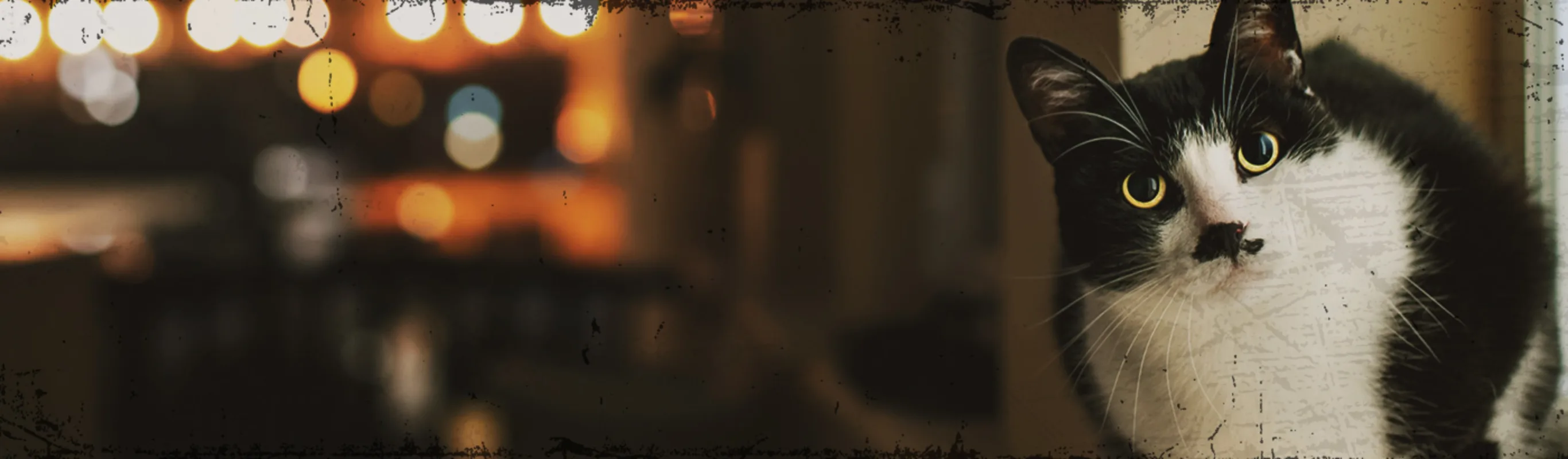 Cat Sitting Window Cat Sitting Window